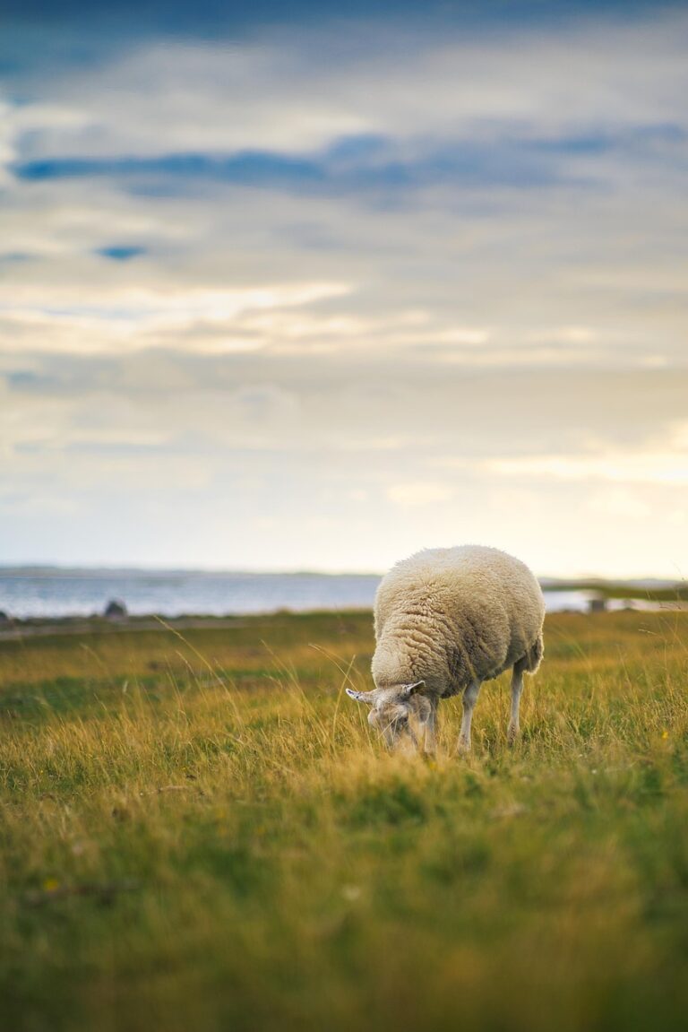 sheep, animal, graze, pasture, grass, meadow, wool, mammal, agriculture, landscape, wildlife, nature, sheep, sheep, sheep, sheep, sheep